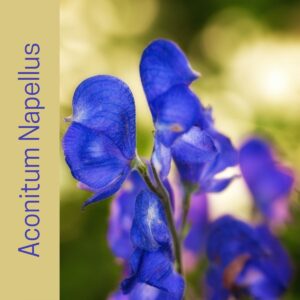 up close picture of the monkshood flower